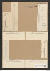 Nitzschia obtusa var. ? W. Sm. (de-Toni-Nr.: Genus 47, Species 2107) Zeichnungen Sammlung Grunow Nr. 4213 (NHMW-BOT-W0372139)
